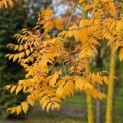 Koelreuteria paniculata - Foto 1