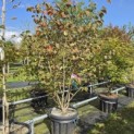 Hamamelis x intermedia 'Feuerzauber' - Foto 2