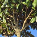 Magnolia grandiflora 'Galissonnière' - 5