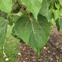 Idesia Polycarpa - 4