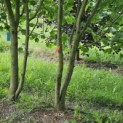 Liriodendron tulipifera 'Aureomarginatum' - 1