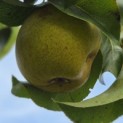 Pyrus c. 'Noordhollandse Suikerpeer' - augustus