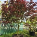 Acer palmatum 'Trompenburg' - Foto 2