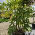 Fatsia Japonica - 4