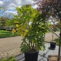 Fatsia Japonica - september 2026 kwekerij THB Apeldoorn vak i