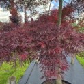 Acer palmatum 'Garnet' - 4