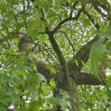 Liquidambar styraciflua - 1