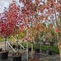 Liquidambar styraciflua 'Worplesdon' - 2
