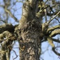 Corylus avellana 'Contorta' - 3