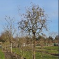 Corylus avellana 'Contorta' - 1