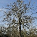 Corylus avellana 'Contorta' - 2