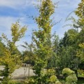 Fagus sylvatica 'Striata' - 2