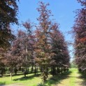 Fagus sylvatica 'Atropunicea' - Foto 1