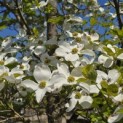Cornus florida - 4