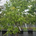 Acer griseum - Foto 2
