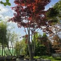 Acer palmatum 'Bloodgood' - 7