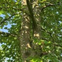 Fagus sylvatica - 2