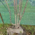Cornus Mas - 1