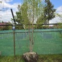 Cornus Mas - 2