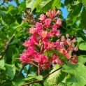 Aesculus x carnea 'Briotii' - 1
