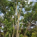 Heptacodium miconioides - Foto 6