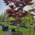 Acer palmatum 'Bloodgood' - 2