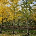 Ginkgo biloba - 1