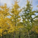 Ginkgo biloba - 2