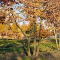 Carpinus betulus - november 2025