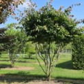 Parrotia persica - 1