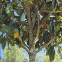 Magnolia grandiflora 'Galissonnière' - 3