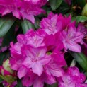 Rhododendron Roseum Elegans - 2