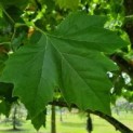 Platanus hispanica