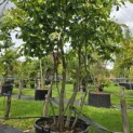 Parrotia persica - Foto 1