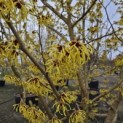 Hamamelis mollis - 3