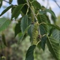 Betula albosinensis 'Fascination' - Foto 2