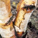 Betula nigra - Foto 1