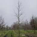 Fagus sylvatica 'Atropunicea' - 2