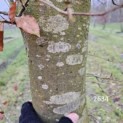 Fagus sylvatica 'Atropunicea' - 3