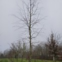 Fagus sylvatica 'Atropunicea' - de kroon. januari 2025