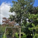 Quercus Ithaburensis 'Hemelrijk Silver. - 8