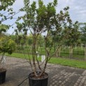 Arbutus unedo - 4