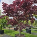 Acer palmatum 'Bloodgood' - 5