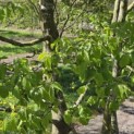Carpinus betulus - Foto 3