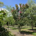 Lagerstroemia indica 'Rosea' - 1