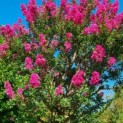 Lagerstroemia indica 'Rosea' - 3