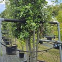Quercus ilex - 2