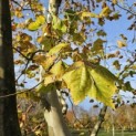 Platanus x hispanica - 1