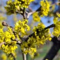 Cornus Mas