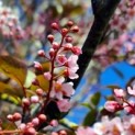 Prunus padus 'Colorata' - 8